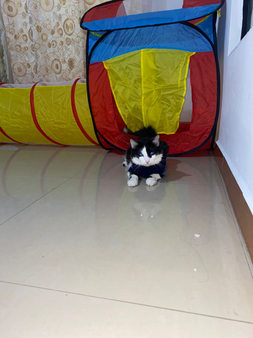 Oreo Y ágata