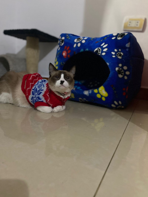 Oreo Y ágata