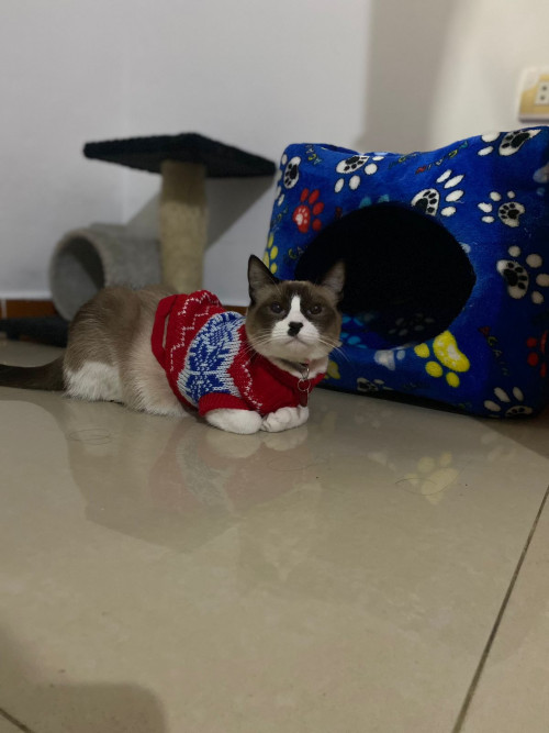 Oreo Y ágata