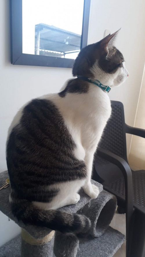  Martín