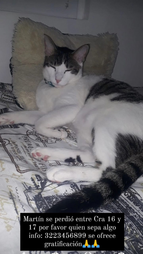  Martín