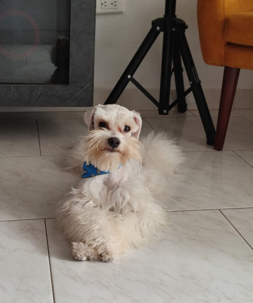 Gabo