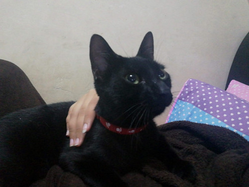 Chimuelo