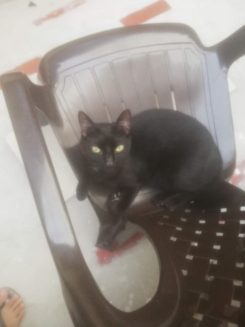 Chimuelo