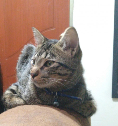 Zeus