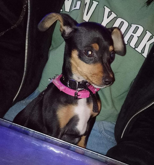 Molly