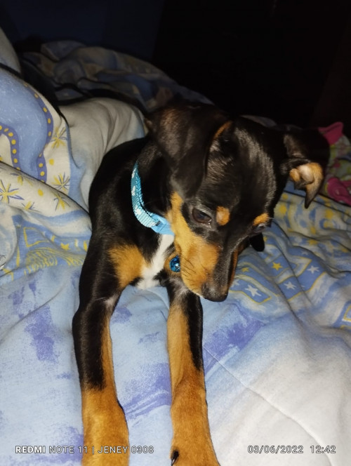 Molly