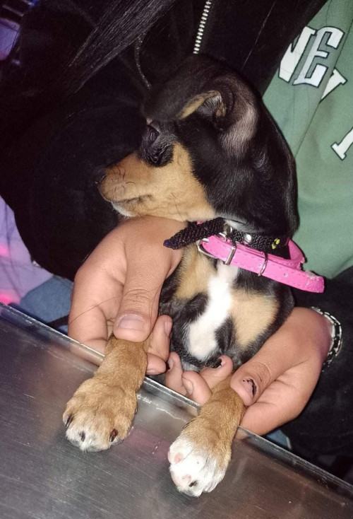 Molly