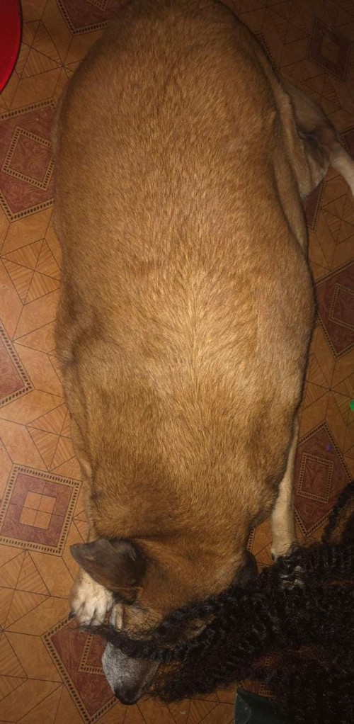 Princesa