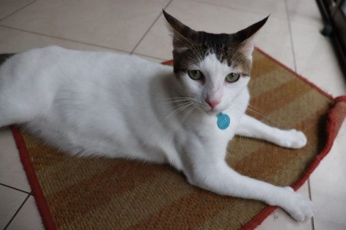 Orión