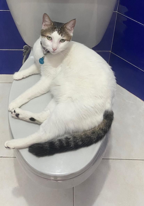 Orión