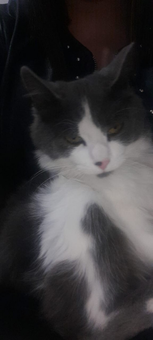Simon