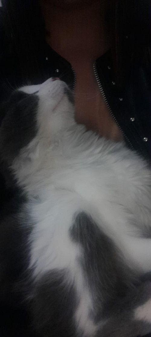 Simon