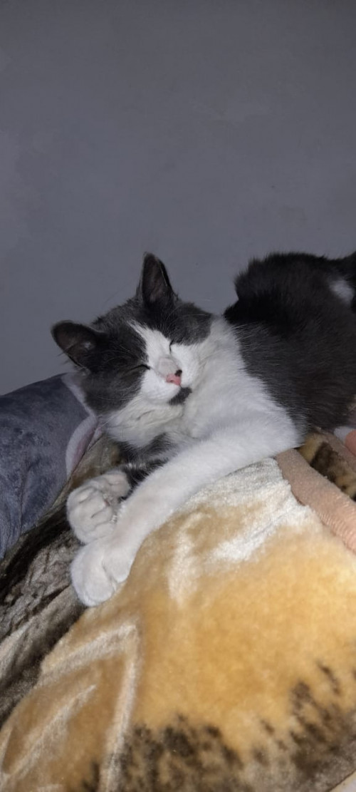 Simon