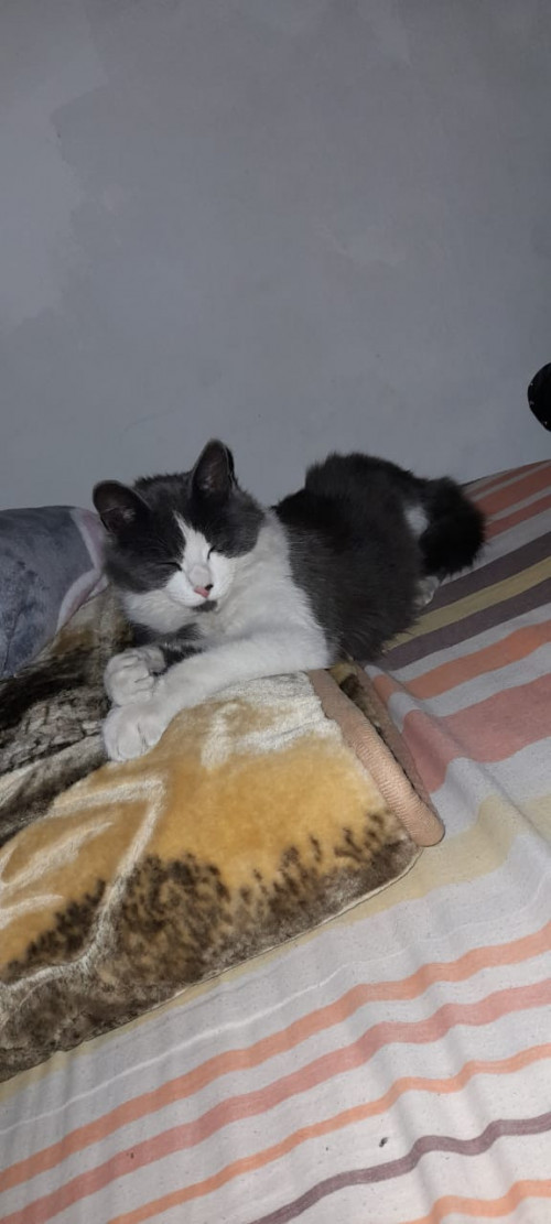 Simon