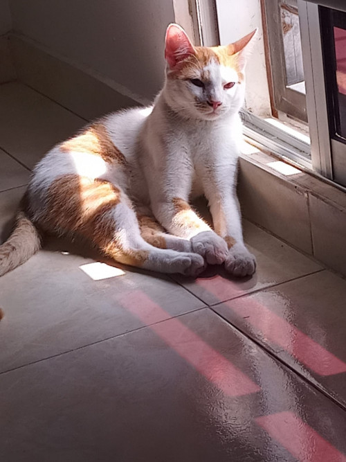 Horus