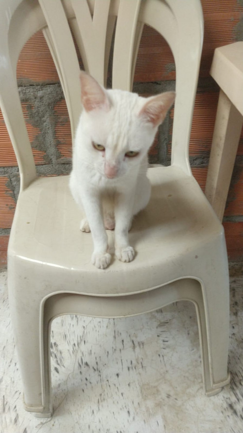 Michu