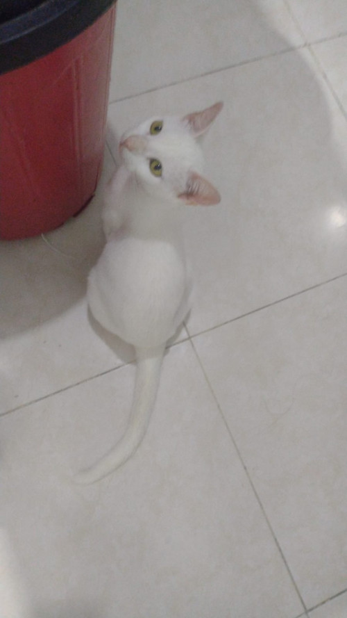 Michu