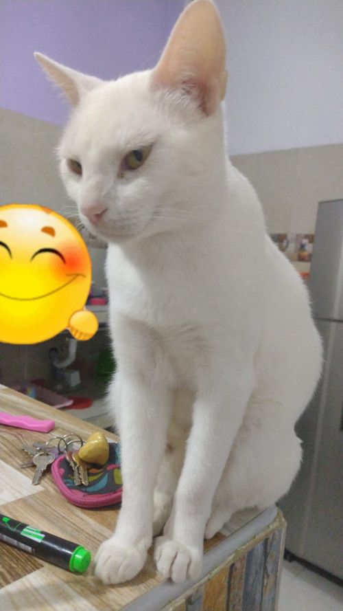 Michu