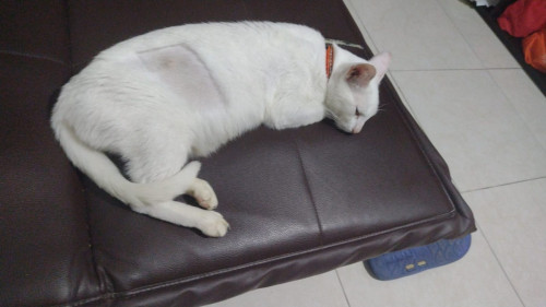 Michu