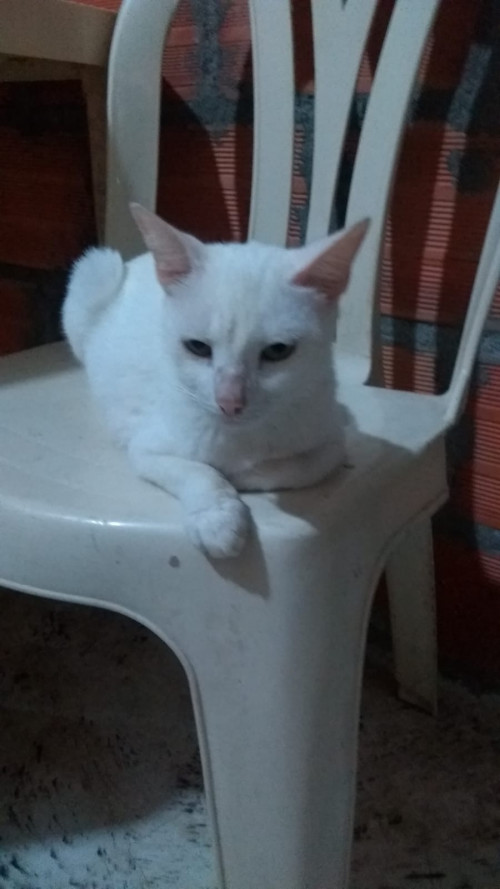 Michu