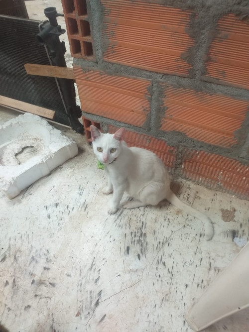 Michu