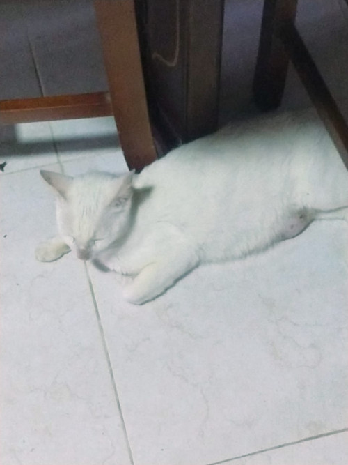 Michu