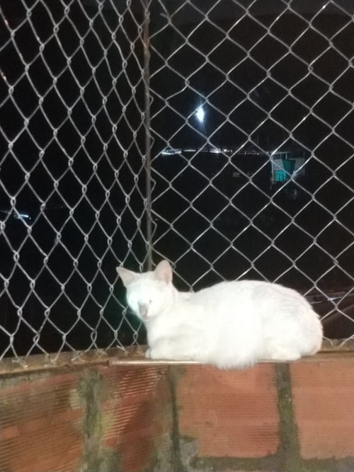 Michu