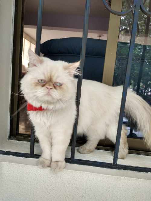 Coco