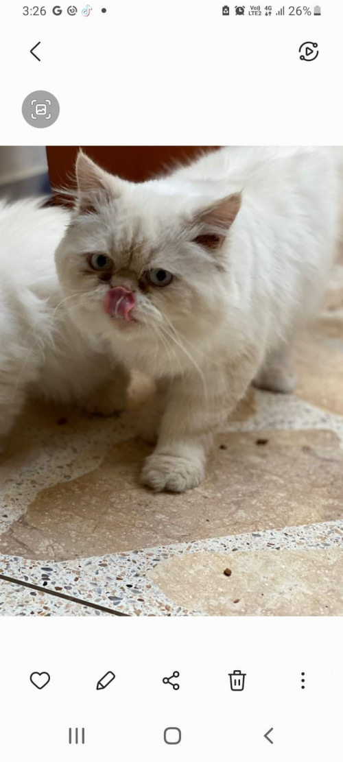 Coco