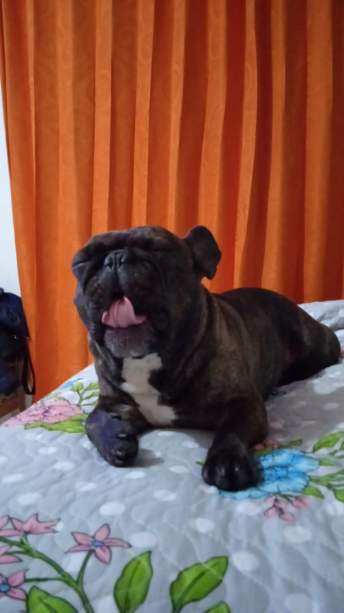 Mailo