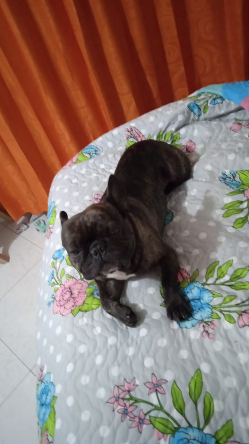 Mailo
