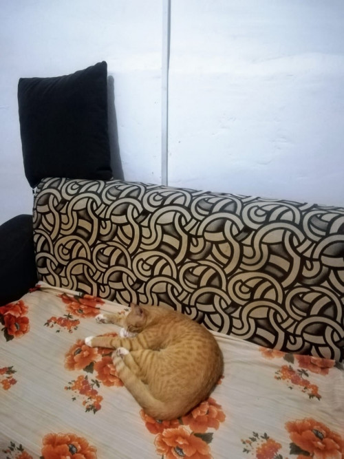 Tigre O Mono