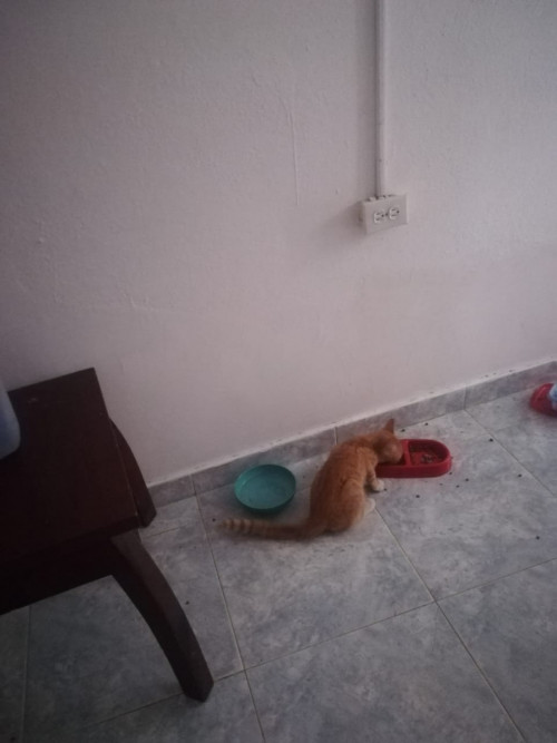 Tigre O Mono