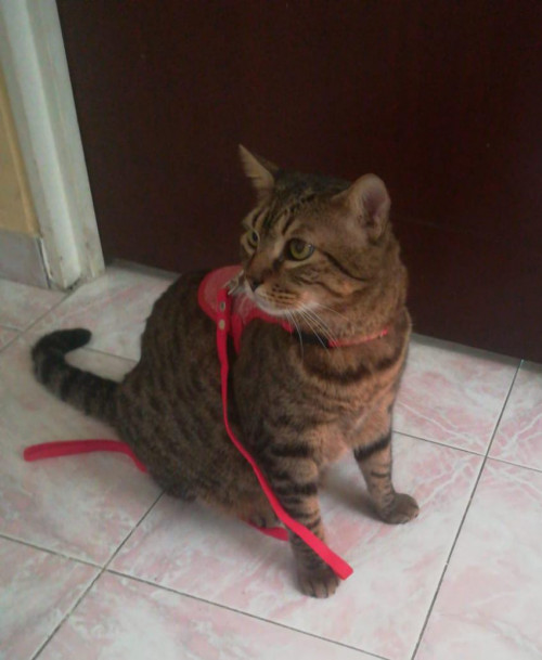 Azrael