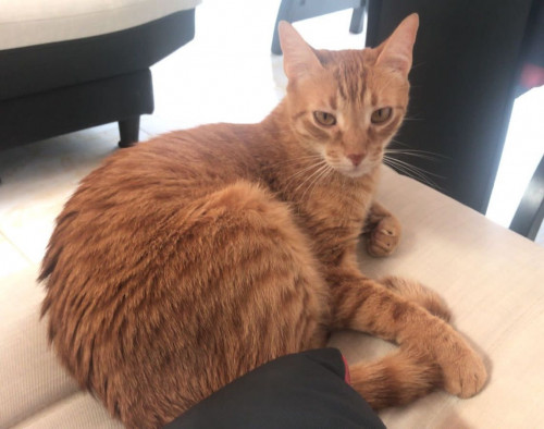 Kiro 