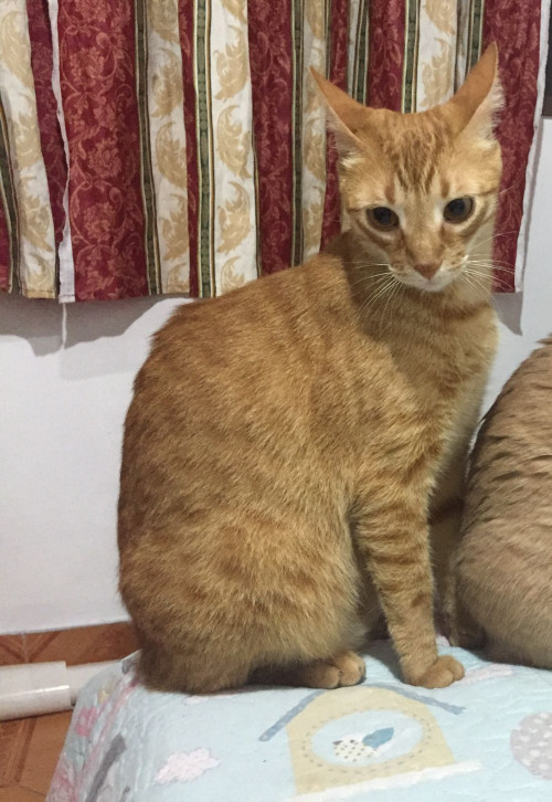 Kiro 