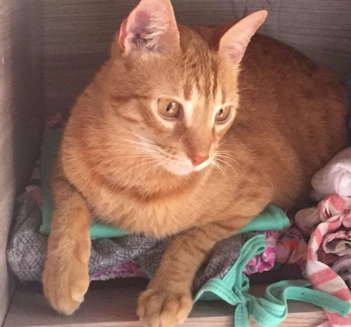 Kiro 