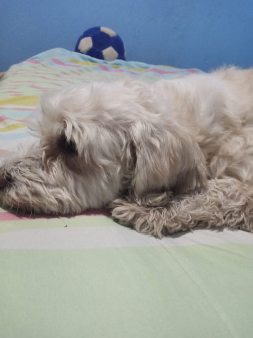 Jerry