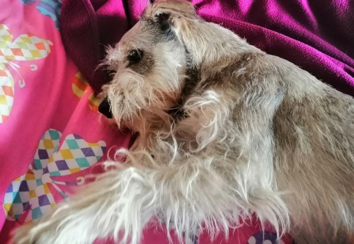 Paco