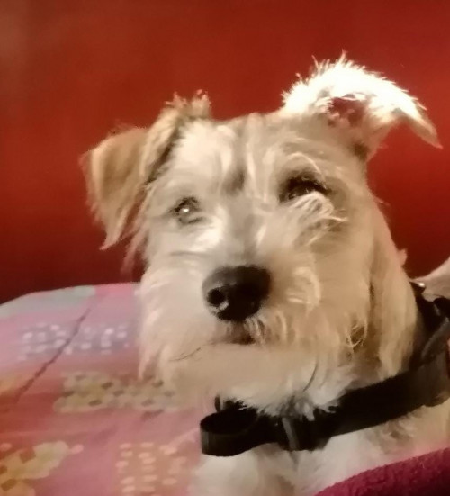 Paco