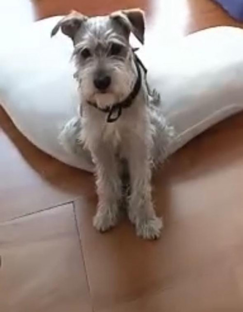 Paco