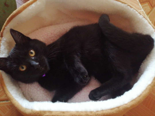 Luna