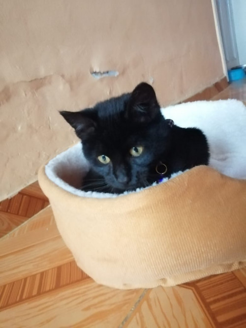 Luna