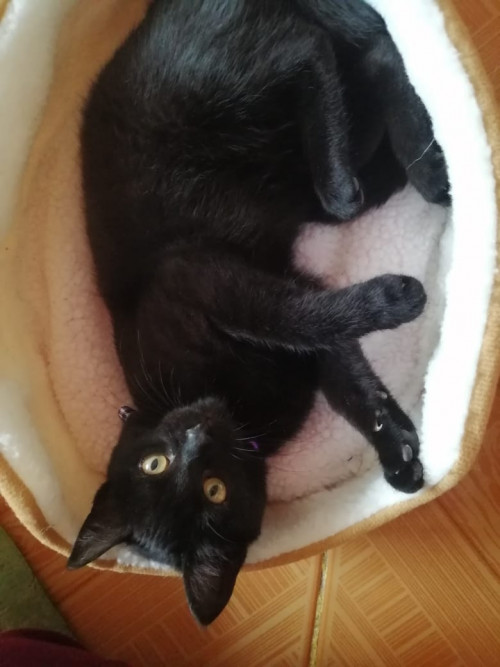Luna