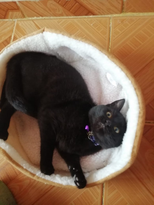 Luna