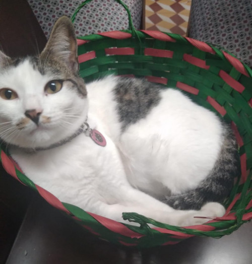 Minha