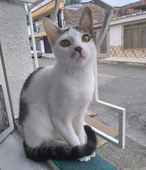 Minha