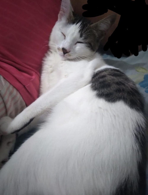 Minha
