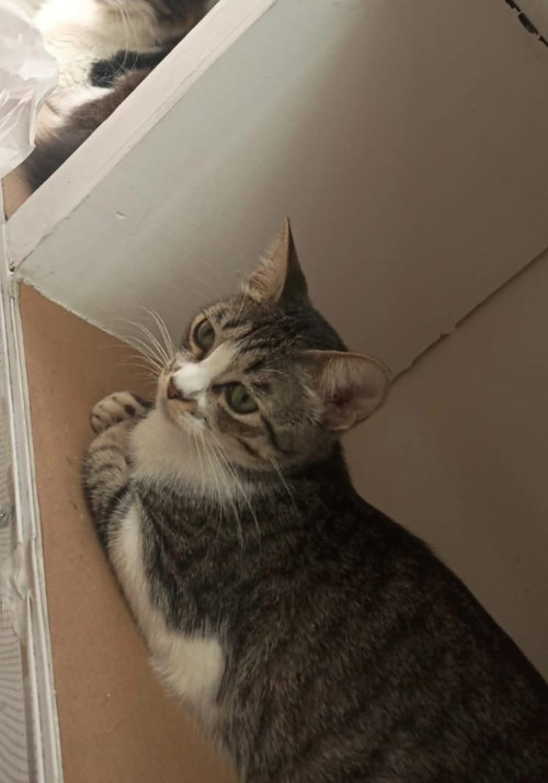 Lulu